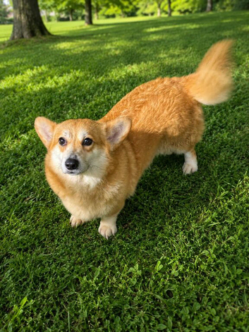2 corgis male & female