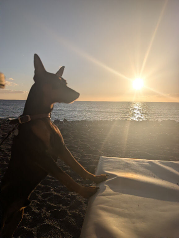 Miniature Pinscher for Stud