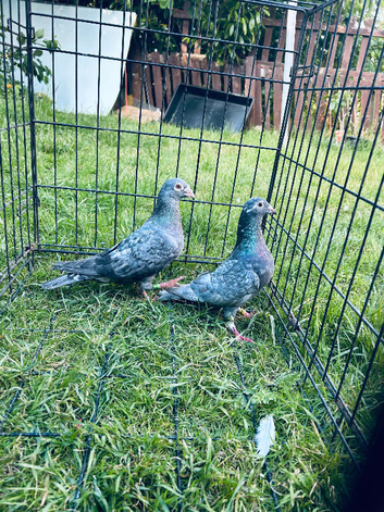 Colour racing pigeons