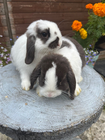 Gorgeous mini lops ready now