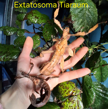 Stick Insects and Isopods