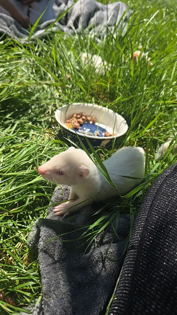 Albino