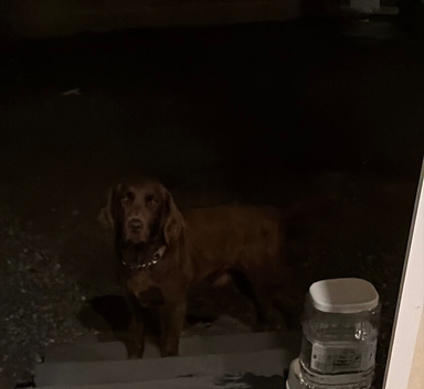 2 year old retriever