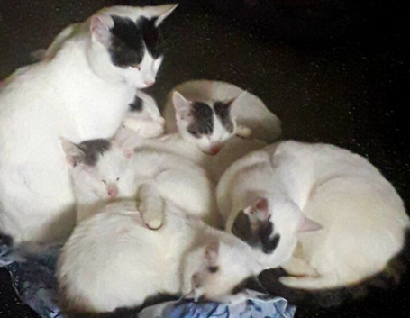 Beautiful litter of kittens
