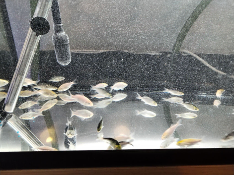 Koi fry 13 weeks old