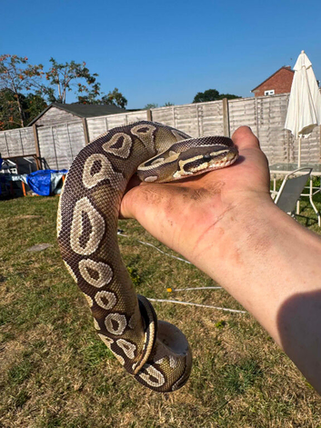 Ball python