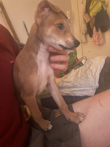 Lurcher puppies for sale 9 weeks, x2 girls left
