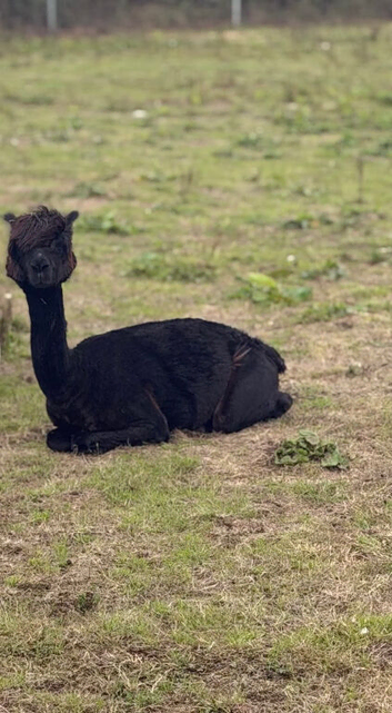 10 month old male alpacas