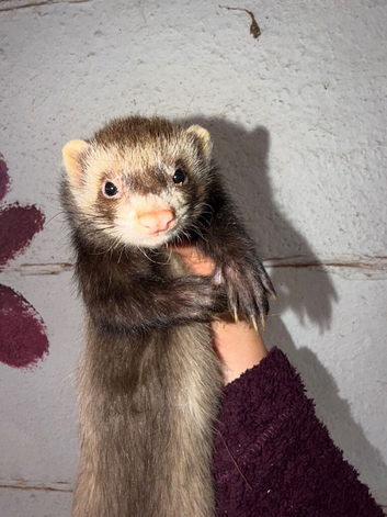 Semi angora ferrets for sale