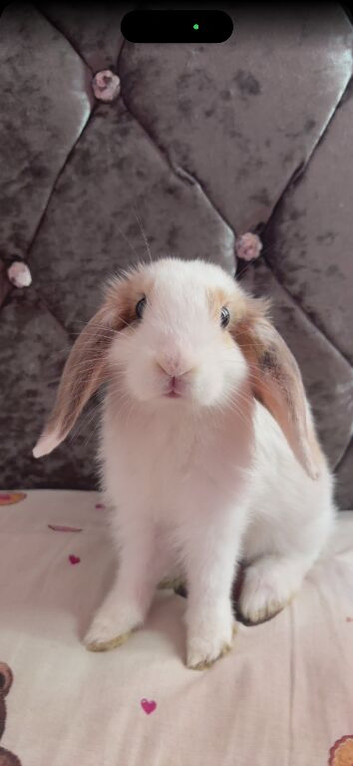 baby holland lop