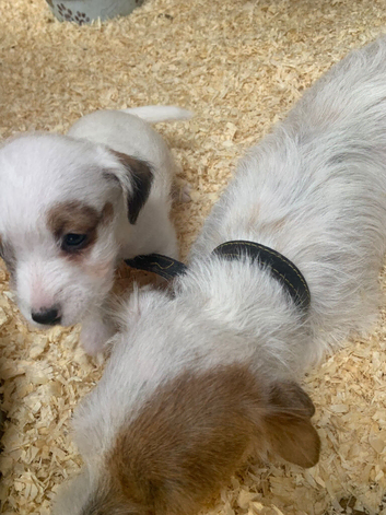 Jack Russell terrier puppies for sale