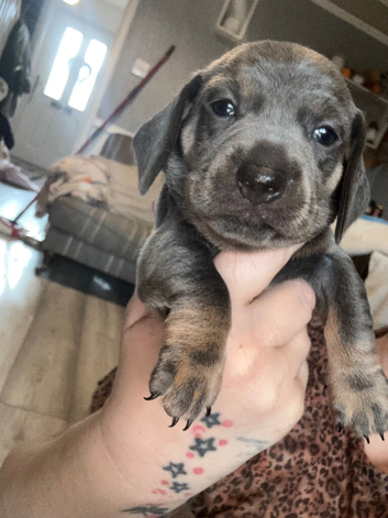 Beautiful Baby blue velvet sausage