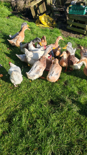 Ducks