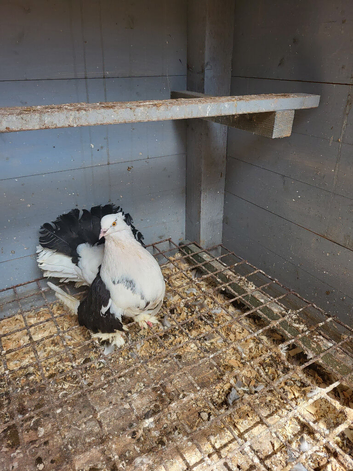 Pigeon for sale