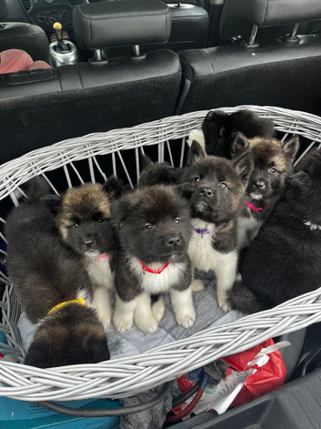 Full bread American Akitas puppys