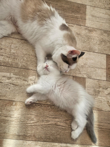 Pure Ragdolls