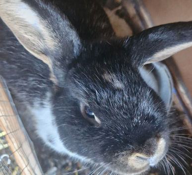 Mini lop x rex