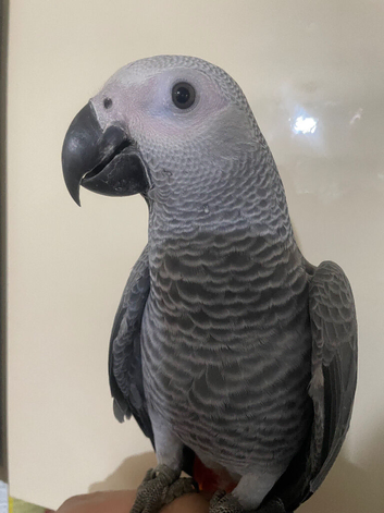 Super tame baby African grey set up