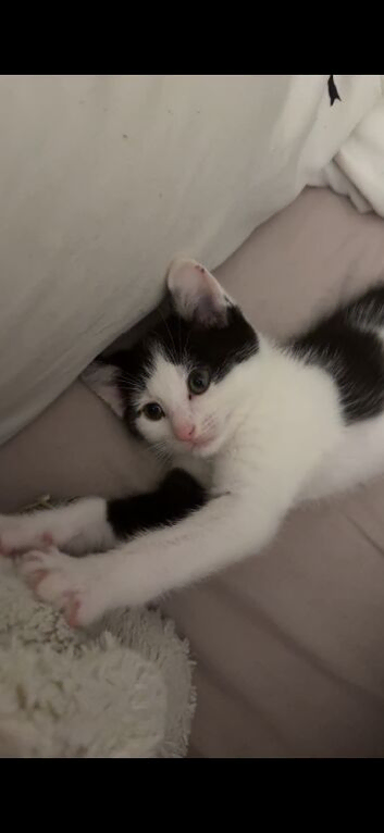 Male cat