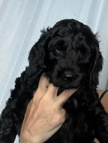 gorgeous curly cockapoo puppies