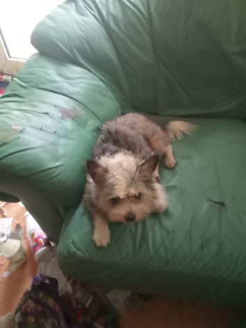 SKY NEEDS A FOREVER HOME