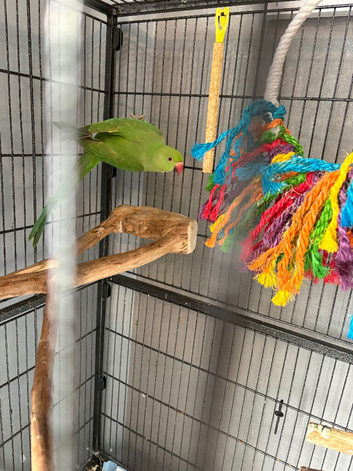 Indian ring neck