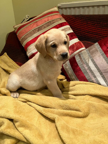 Handsome Yellow Labrador dog puppy