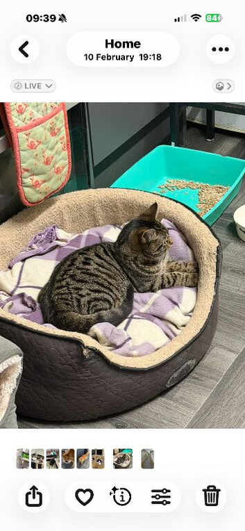Cats