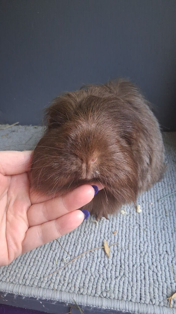 Gorgeous pair of chocolate guinea pigs