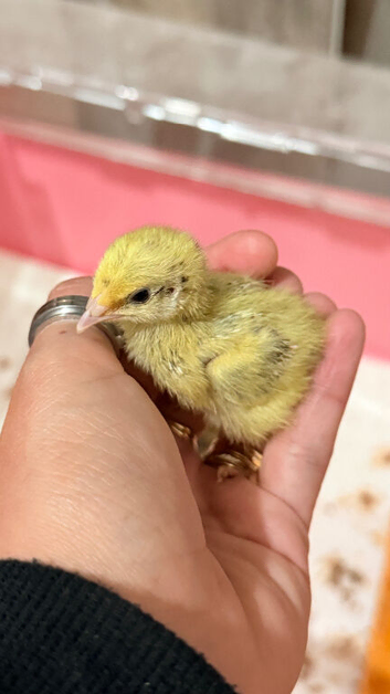 Coturnix Quail Chicks
