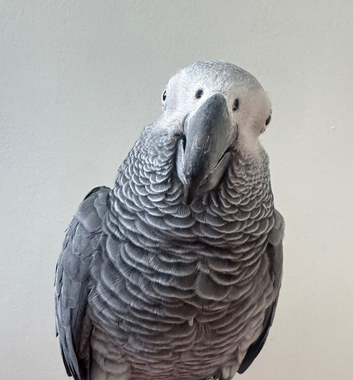 African Grey Female with cage - Very Talkative