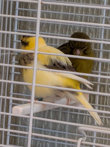 Canaries