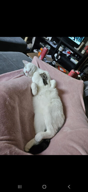 Loki for rehoming