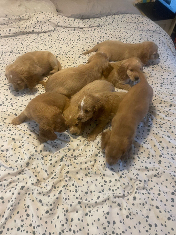 Cocker spaniel puppies