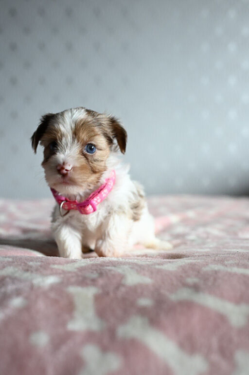 Colorful Yorkshire terrier