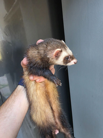 2 ferrets for rehome