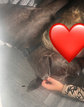 Beautiful Female Cane Corso x