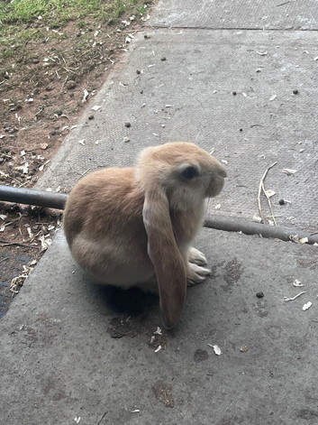 Very sweet Rabbits