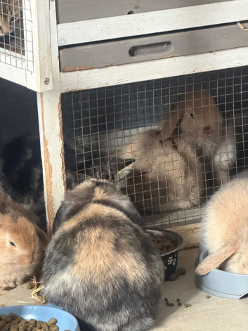 Baby bunnies