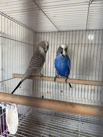 Baby Budgies available both sexes