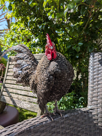 Serama Cockerel 1 year Old Cuckoo Pattern