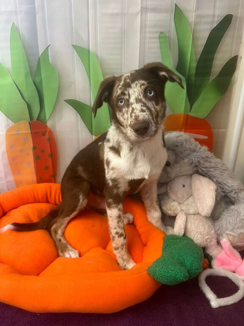 24 week old Labrador x border collie puppy