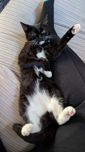 Needing a new home ASAP