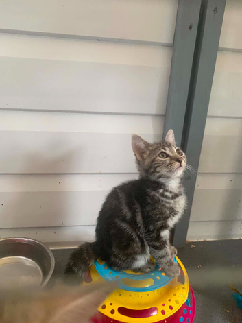 BSH Silver X bundles of love