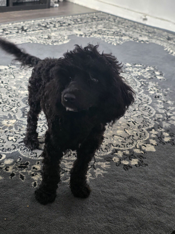 Female miniature poodle
