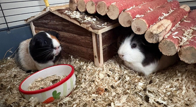 Two male guinea pigs