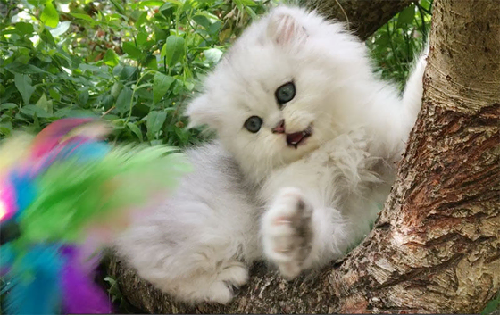 Chinchilla and golden chinchilla pedigree persian kittens - READY to go