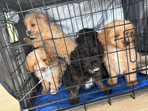 FLUFFY FRENCHIES MIX ready to leave 3 left !