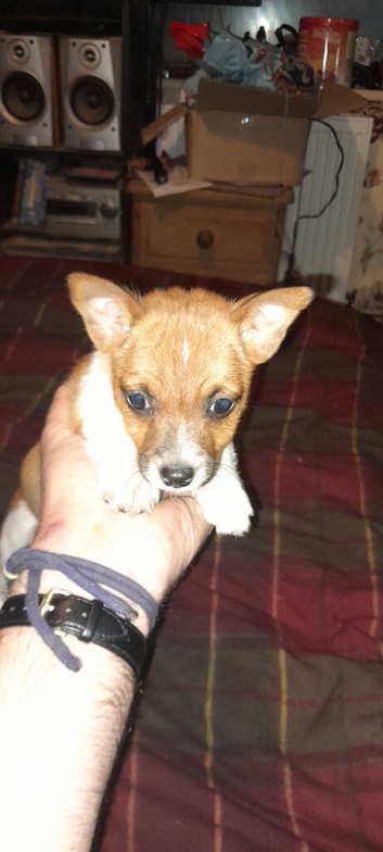 Jack Russel Terrier