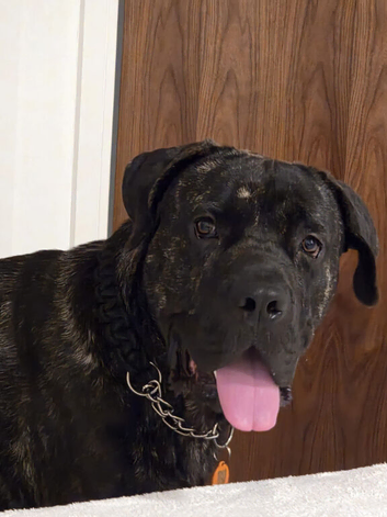 Cane corso